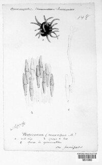 Podisoma macropus image